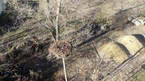 Gniazdo bocianie - Chojny